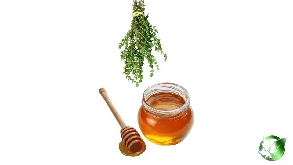 Bulk Thyme Honey | Suppliers | Wholesale | ParsaFood Global